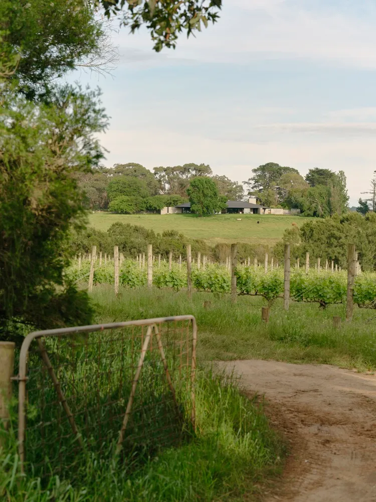 A pathway lined with lush greenery and trees on either side with a grape vineyard in the background.