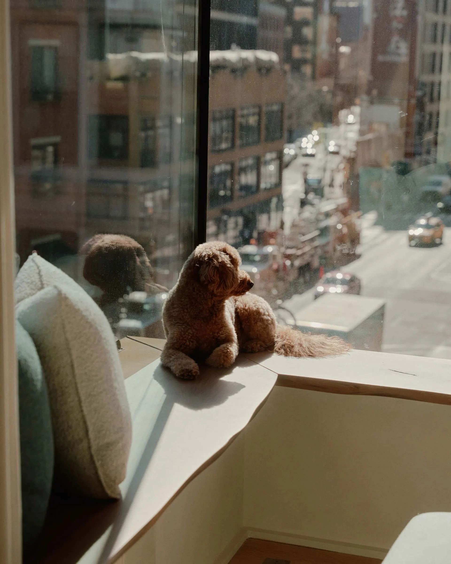 A fluffy, brown dog sitting on a wooden windowsill looking out at a cityscape.