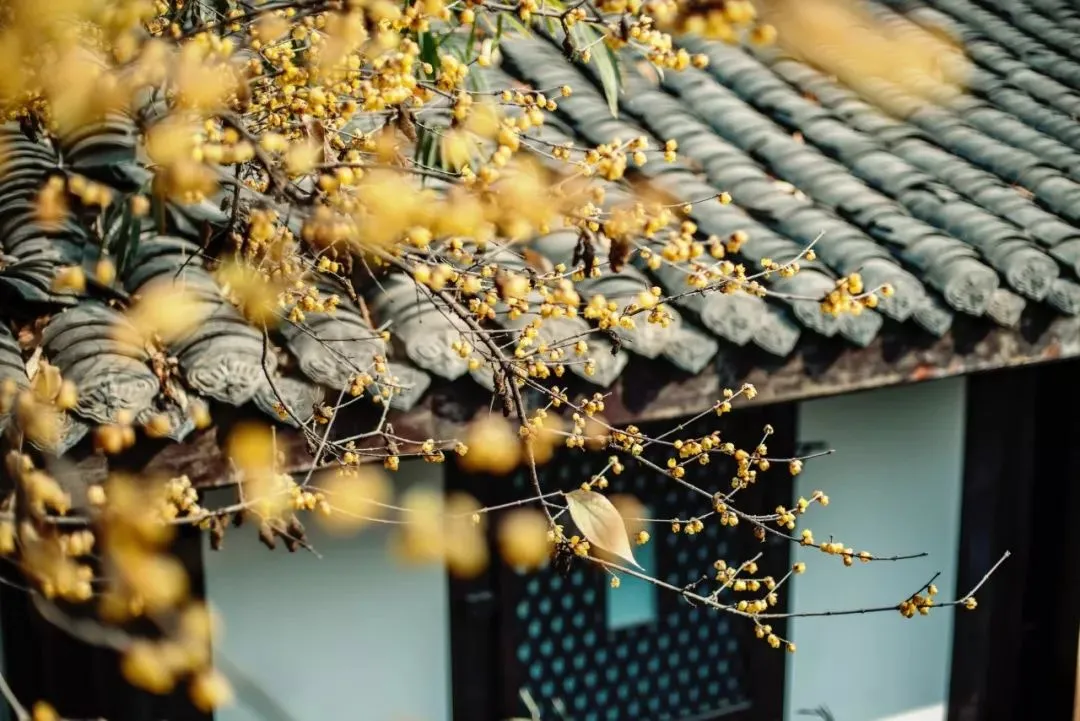 Traditional-style building exterior featuring a tree branch with yellow berries on a rooftop with dark blue tiles.