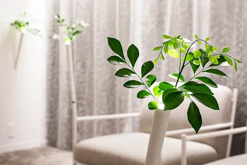 A minimalist green plant sitting in a sleek, white vase in a modern interior space.