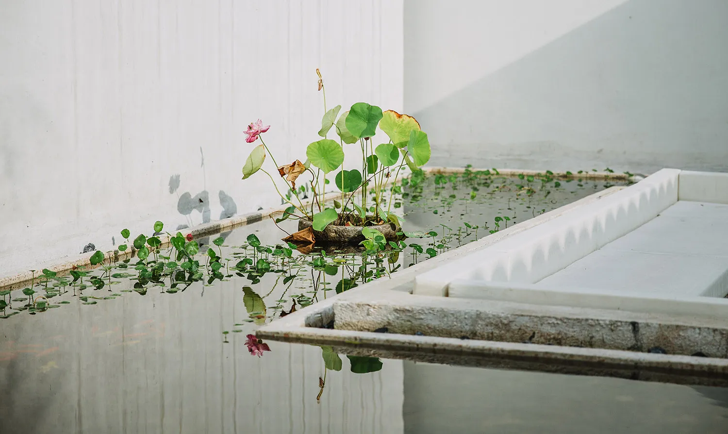 A pond feature with lotus flowers and green leaves