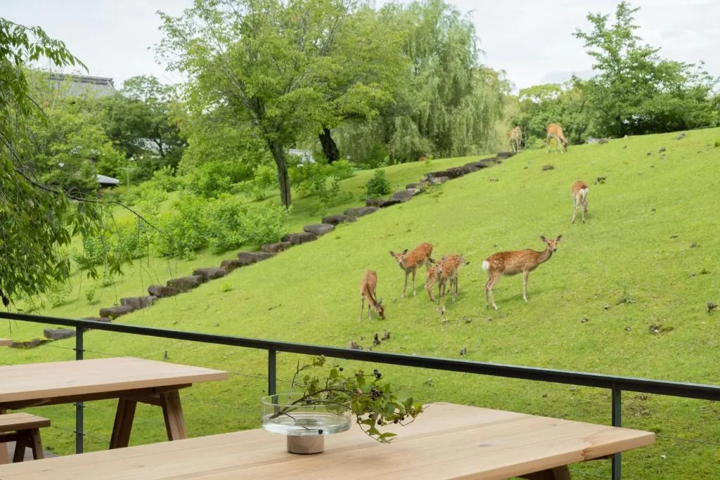野生動物在綠色山坡上覓食,前景有一張野餐桌。