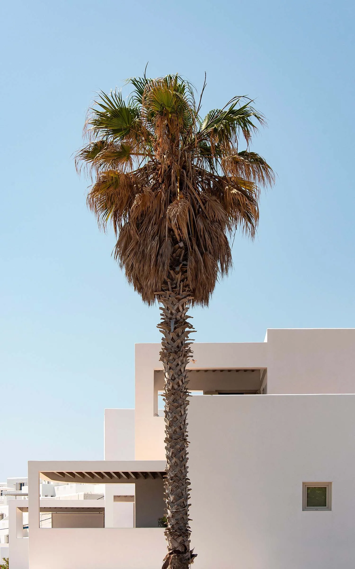 Concrete building exterior on a clear day with a palm tree.