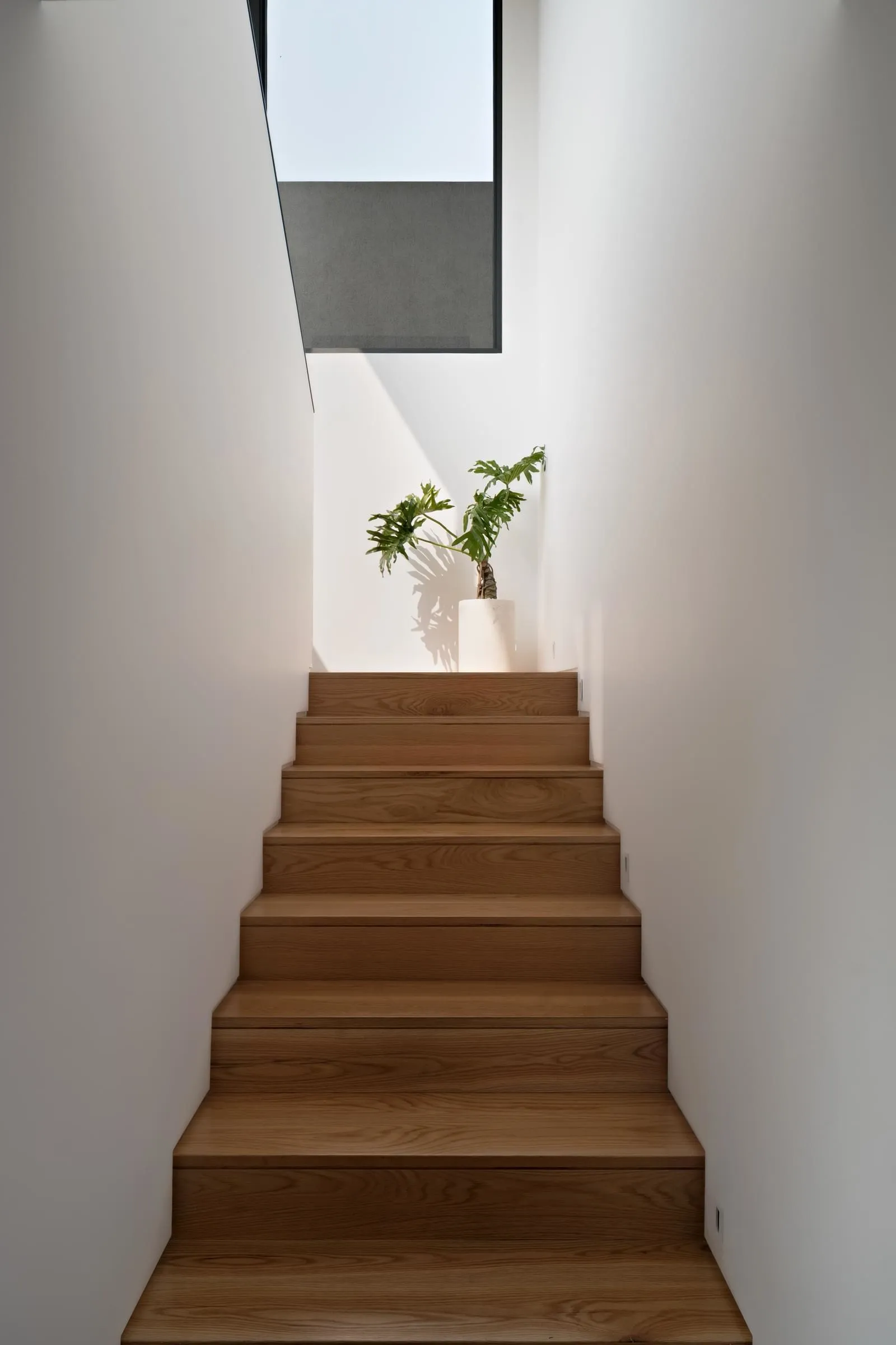 A modern staircase with wooden steps and a plant at the top under a skylight.