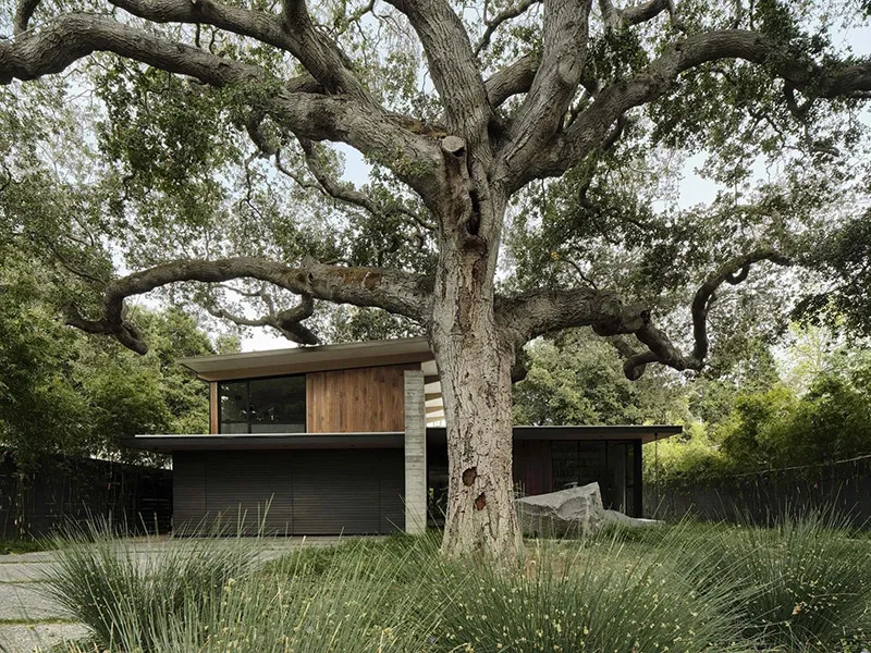 A modern house nestled in a lush, urban landscape with a large tree in the foreground.