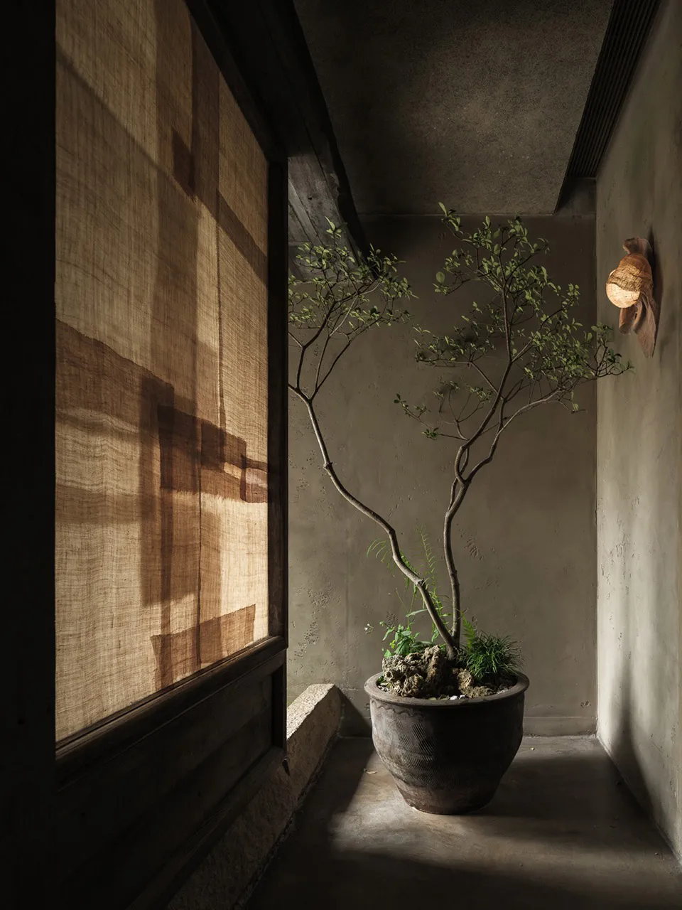 A cozy indoor space with a large bonsai tree, stone wall, and potted plants, creating a warm and inviting atmosphere