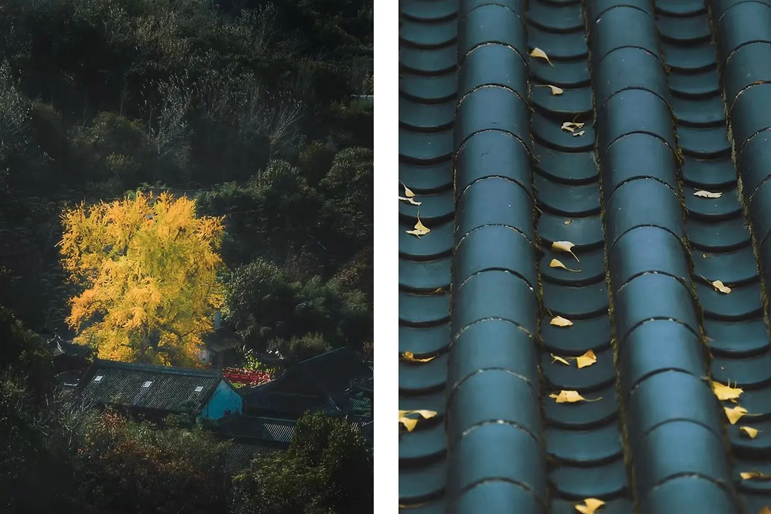 金屬屋頂住宅的鳥瞰圖，四周環繞樹木，營造舒適的居住環境