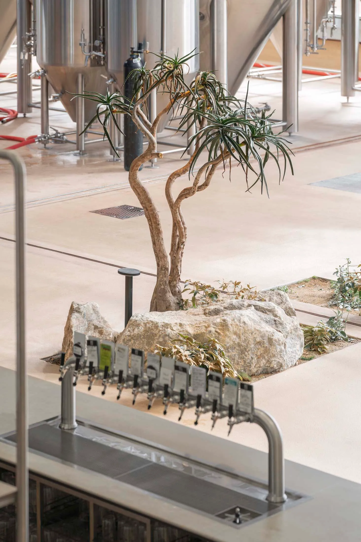 A relaxing indoor space with a large rock surrounded by potted plants and bottles, creating a calming atmosphere