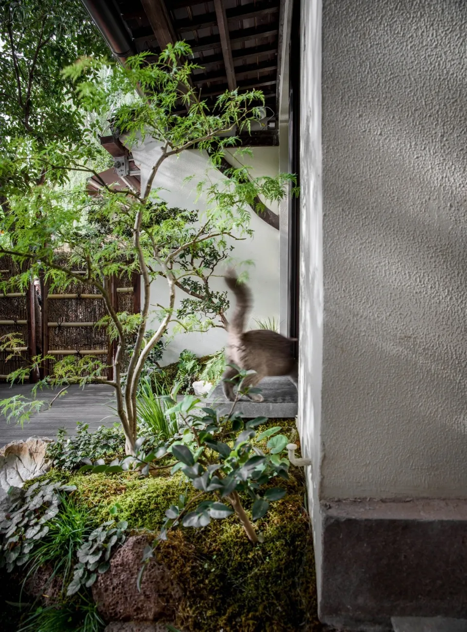 A simple indoor space with a white wall, potted plants, and a cat walking through the area