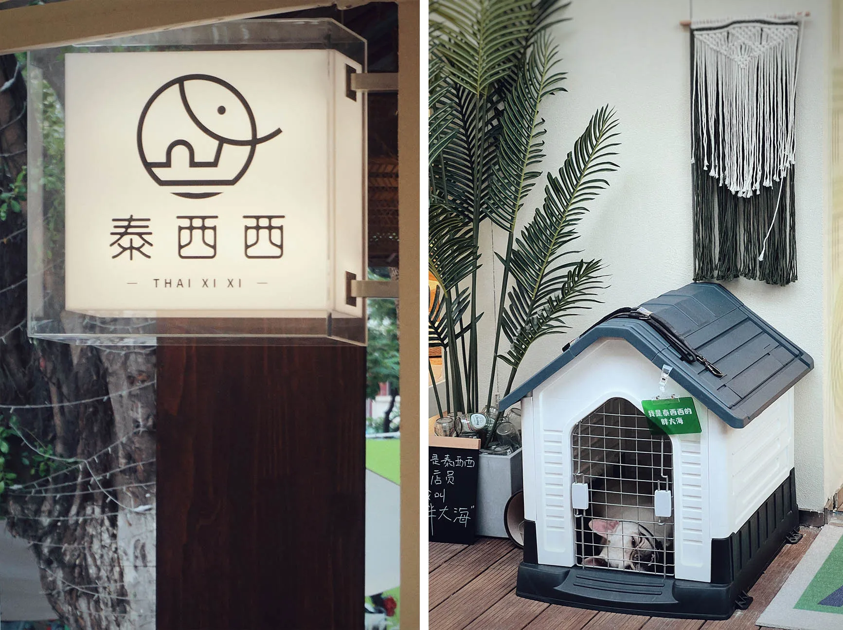明亮客廳空間內的現代小宅，配有狗籠與盆栽