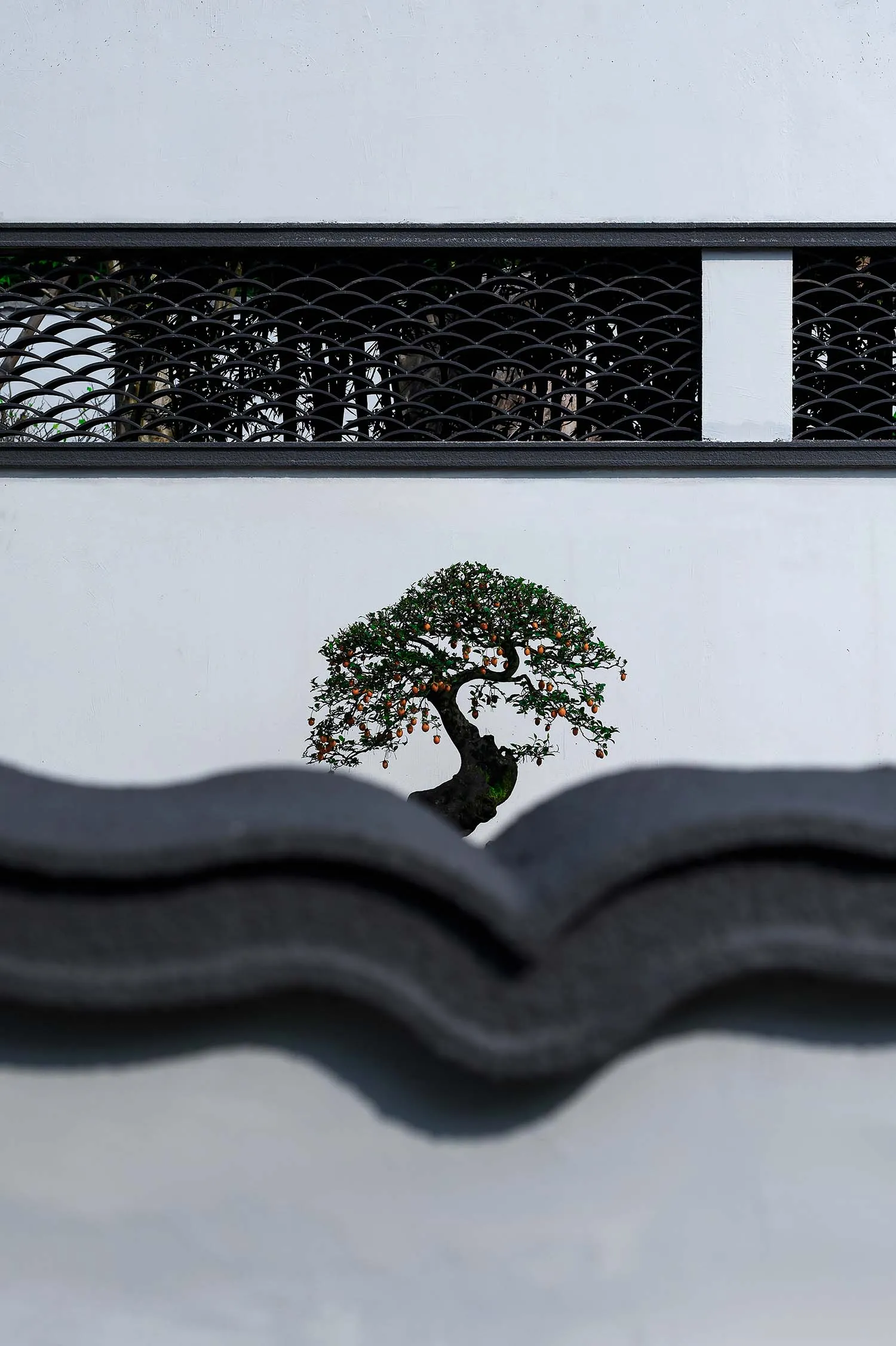 A small bonsai tree in a pot is placed in a corner of a room, surrounded by a black metal fence and a white wall
