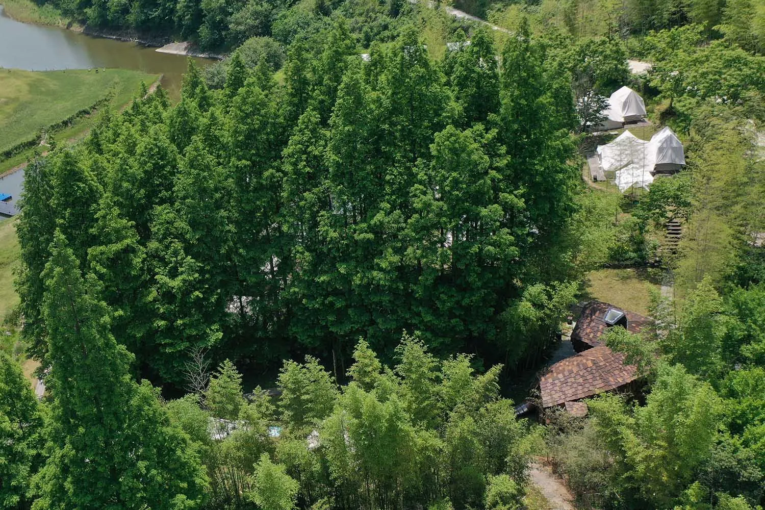 A serene forest scene with a wooden house and a small building in the background, surrounded by trees and natural foliage