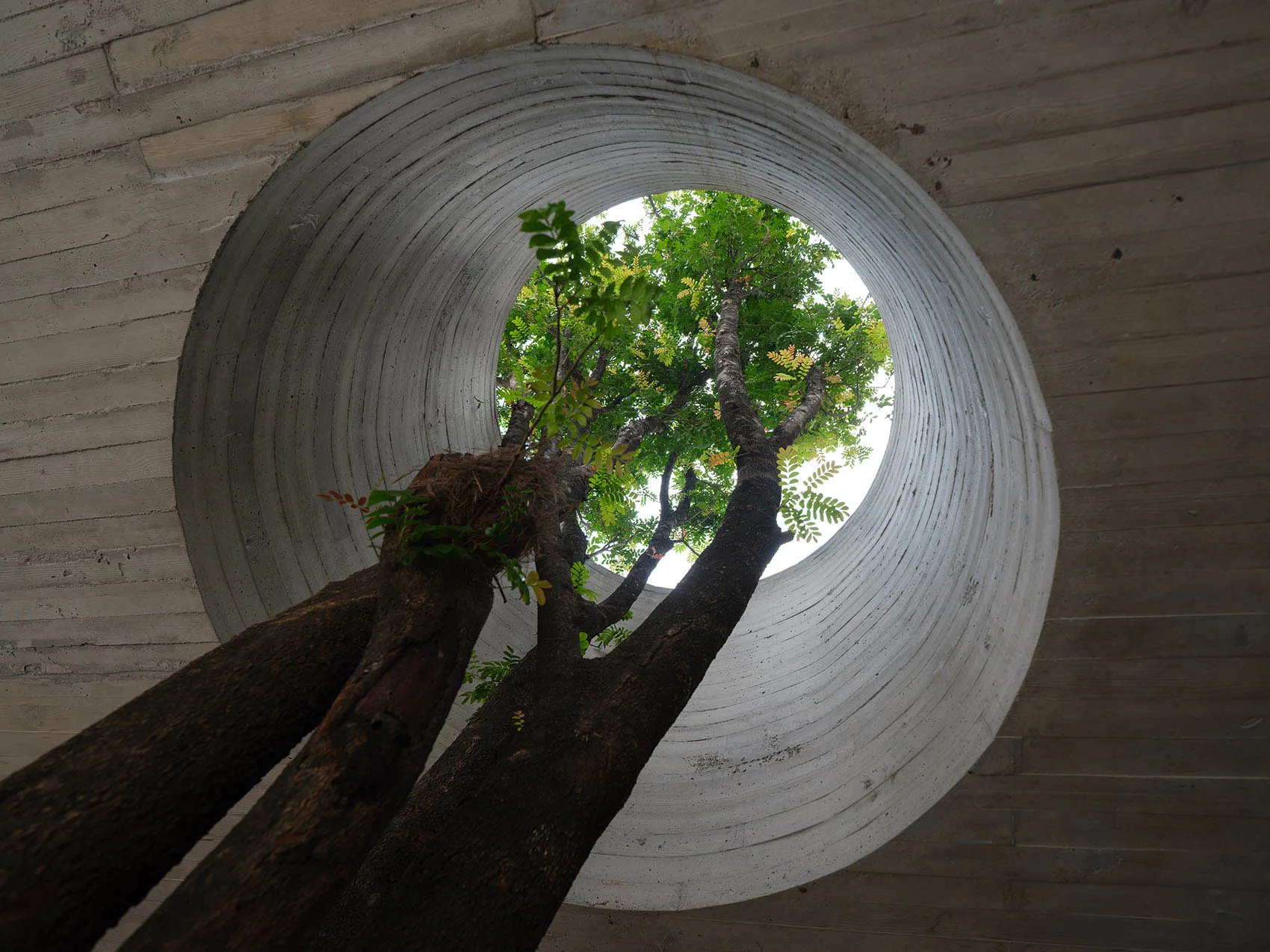 A tree grows through a concrete floor in a dimly lit indoor space, its roots exposed and branches visible