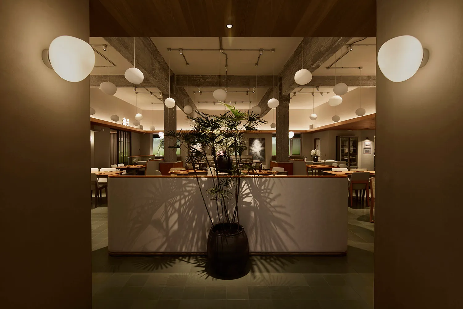 View into a modern restaurant dining area featuring exposed concrete beams, numerous white spherical pendant lights, wooden ceilings, and a large potted palm casting shadows on a light partition wall.