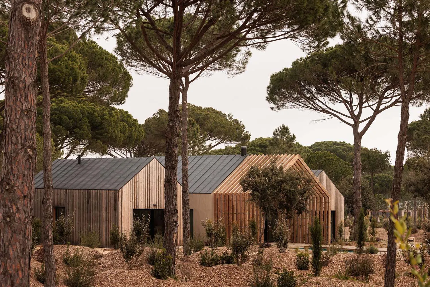 Modern wooden cabin with vertical timber cladding and dark metal roof, surrounded by tall pine trees in a forest setting.