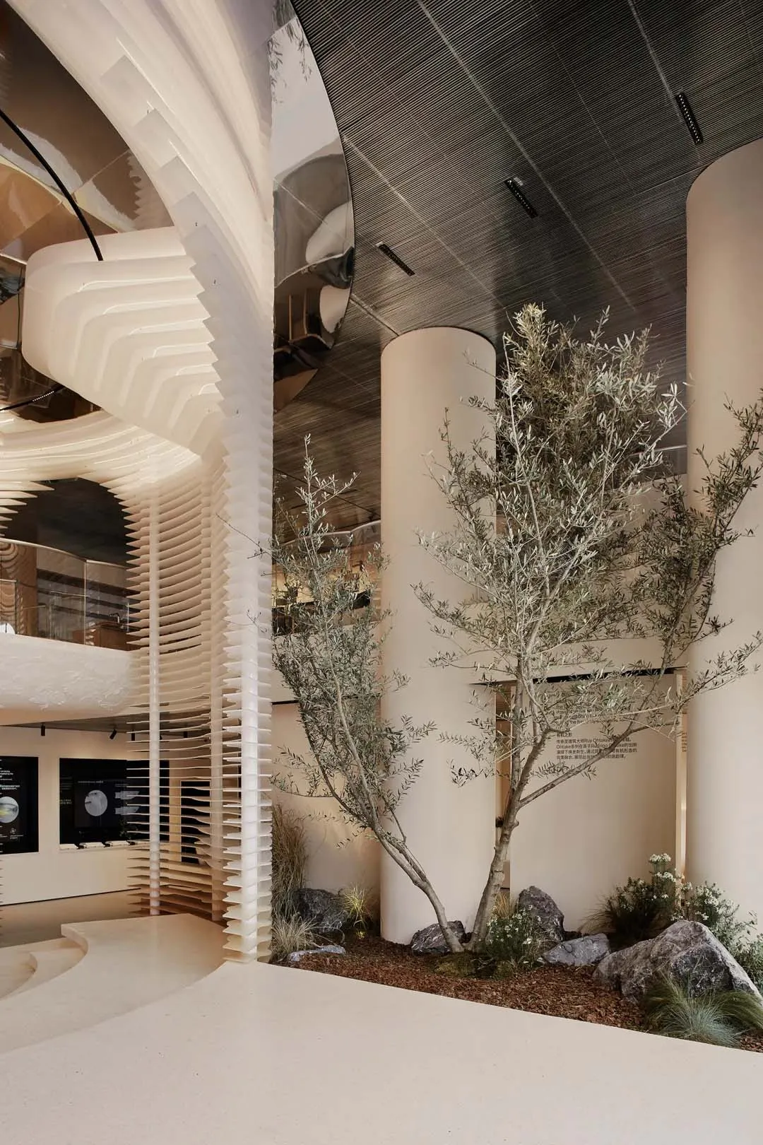 Modern architectural interior featuring a dramatic white spiral staircase, cylindrical columns, and an indoor olive tree garden with rocks and mulch under a dark linear ceiling.