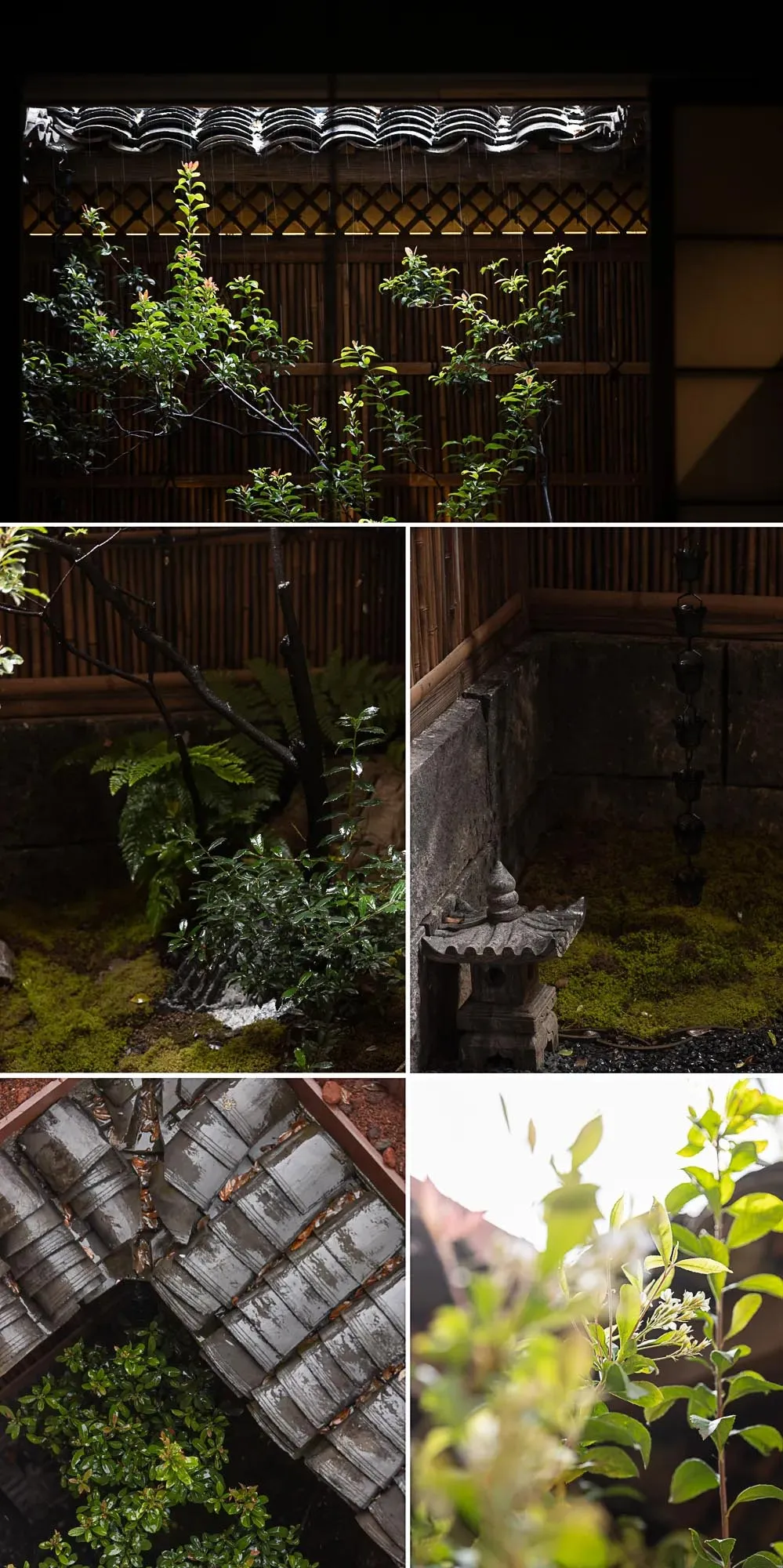 Collage of a traditional Japanese courtyard garden during rainfall, featuring lush green shrubs, moss-covered ground, a stone lantern, bamboo fencing, and wet grey roof tiles.