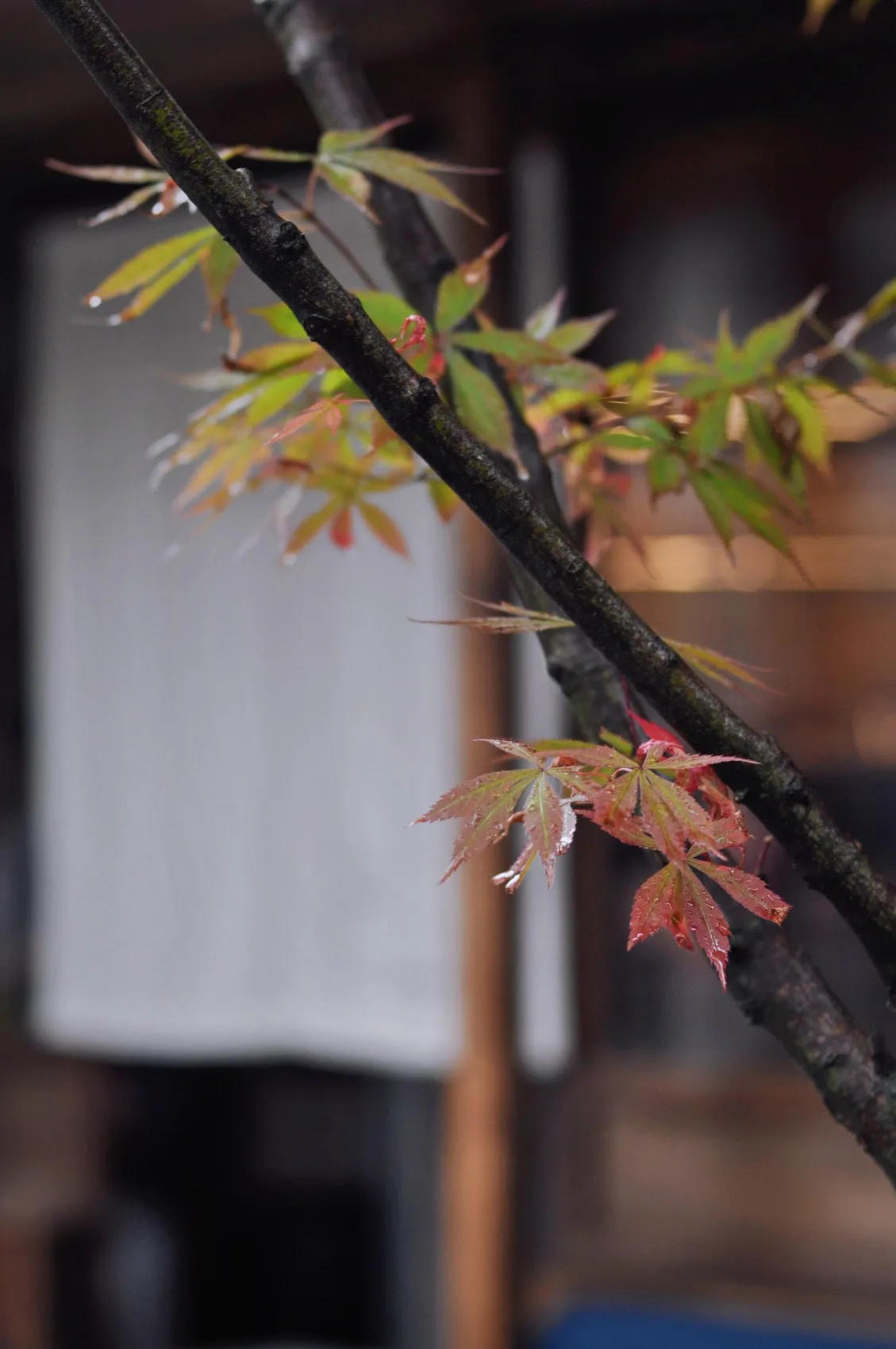 Close-up of a Japanese maple branch with vibrant red and green leaves covered in water droplets.