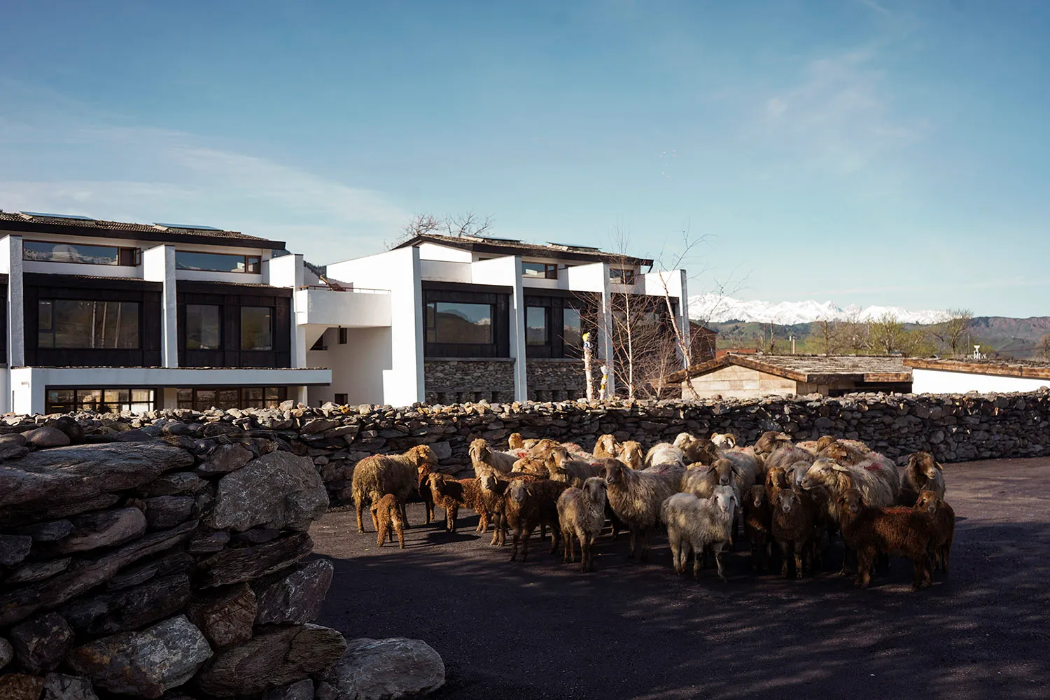 Herd of sheep standing in a paved courtyard surrounded by traditional dry stone walls in front of a modern white and dark-wood mountain house with snow-capped peaks in the background.
