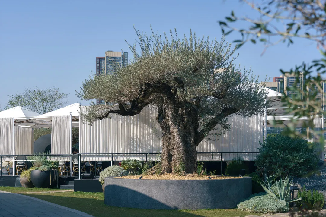 Large ancient olive tree planted in a massive round concrete planter on a modern rooftop terrace with white event tents and city skyline in the background.
