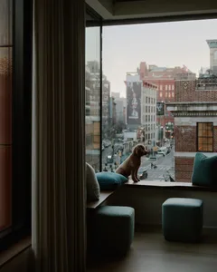 A small dog sitting on a window sill in a modern living space with a view of the cityscape.