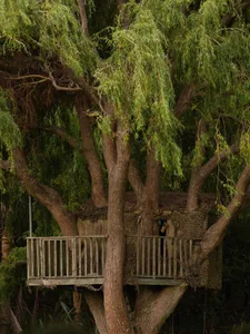 A tree house built around a large tree with a wooden deck and railing.