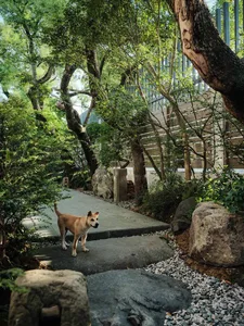 A dog stands on a paved pathway in a green garden surrounded by trees and rocks.