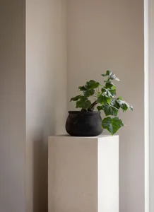 A plant with green leaves and a black pot on a concrete pedestal, against a beige wall.