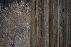 Vertical image of rustic, weathered wooden panels with paint splashes and moss growing on the surface