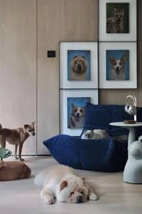 A cozy living room featuring a blue sofa adorned with framed dog portraits and surrounded by dogs and a cat.