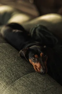 Dark brown dog with brown ears and nose resting on a gray couch cushion