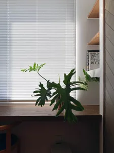A minimalist residential interior featuring plants, white blinds, and wooden shelves.