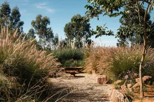 A desert garden with tall grasses, gravel path, and wooden seating area.