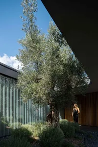 Metal-clad exterior with large tree and glass walls