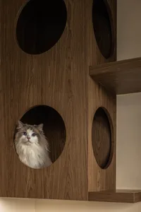 A modern design cat shelf constructed of oak material, featuring circular cutouts and shelves.