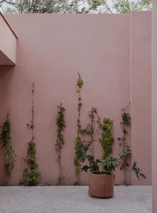 A minimalist exterior with a concrete wall, climbing plants, and a potted plant.