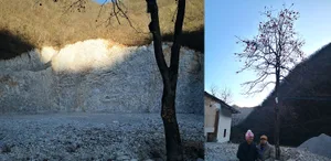 A rural landscape featuring a stone cliff and a tree with red berries.