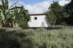 A minimalist white stucco house surrounded by lush greenery and a wooden fence.