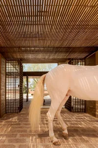 A white horse with a long, flowing tail stands in a stable with a wooden slatted ceiling and stone flooring.