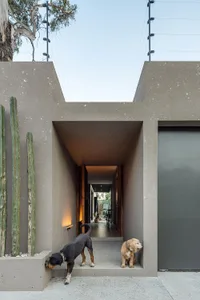 A modern residential entryway featuring a concrete wall and floor, with two dogs exploring.