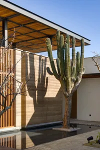 Minimalist architectural design featuring a floor pool surrounded by cactus plants.
