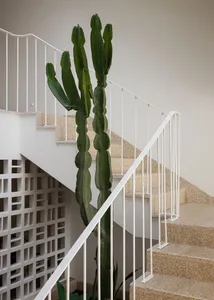 A staircase with concrete steps and a tall cactus plant growing within the railing.