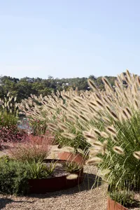 Rooftop garden featuring tall, feathery grasses and colorful plants.