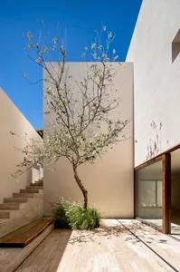 A modern exterior with concrete walls, a tree, and steps leading up to the entrance.