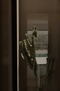 Glass window featuring a cactus plant