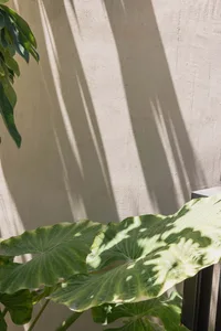 Large green leaves casting shadows on a textured wall