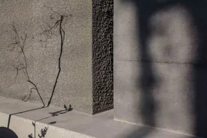 Concrete wall with shadows of plants and sunlight streaming through, minimalist design.