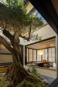 Indoor restaurant featuring a large mature tree with a small paper lantern hanging from the ceiling, set within a cozy space 