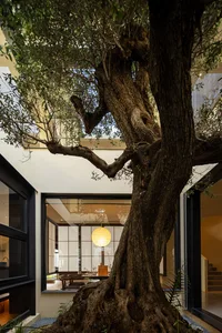 A serene interior space featuring a mature tree in the center, with a wooden floor and a hanging lantern