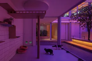 Multiple cats indoors in a modern cat shelter with purple lighting, designed for cat accommodation and play.